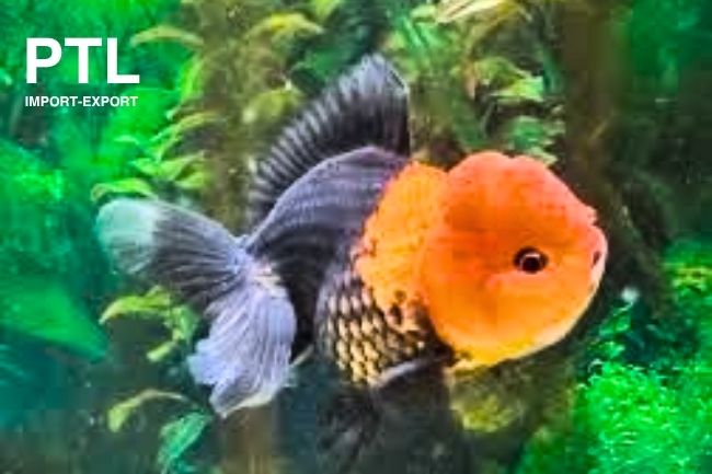 FW174_ORIF. THAI TRICOLOR ORANDA 7-8 CM
